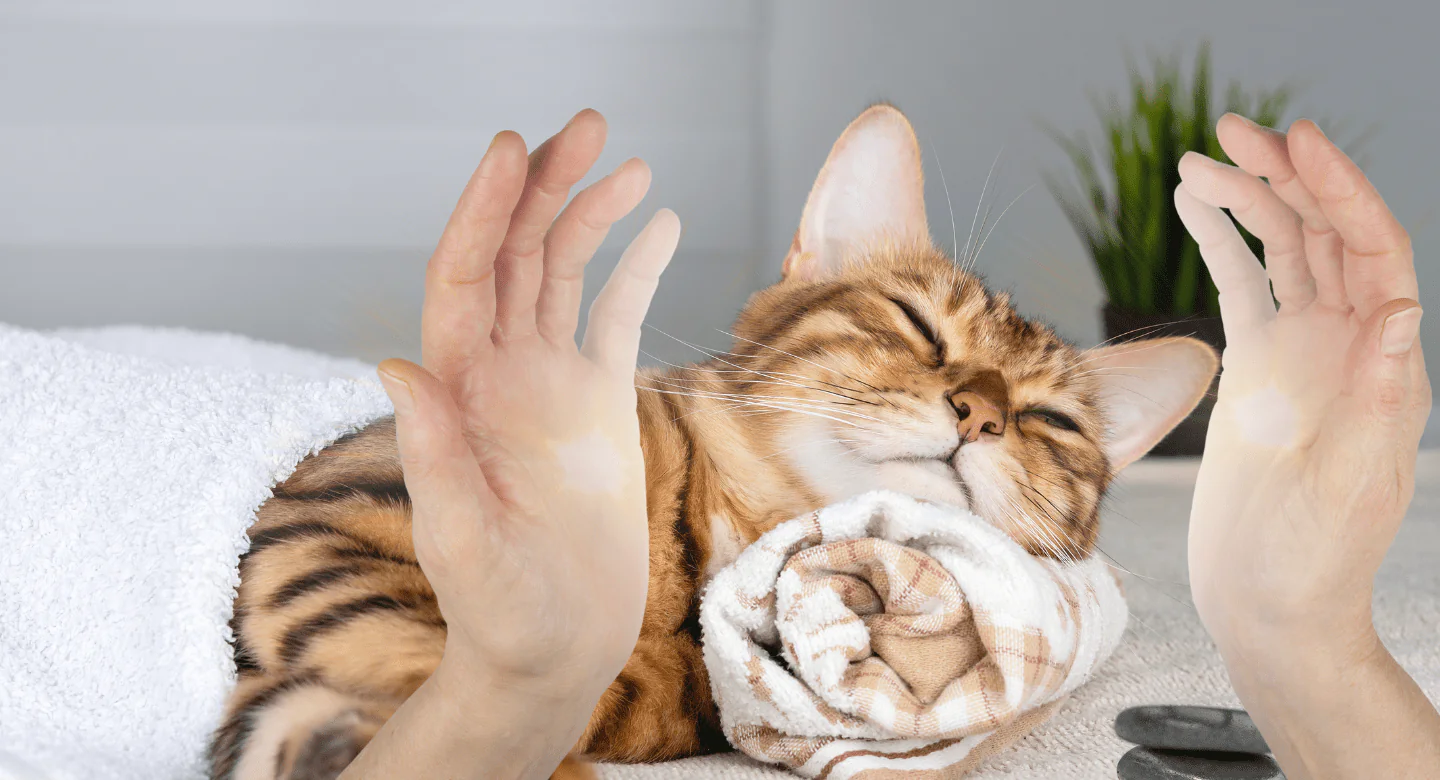 Cat with Spa Towel