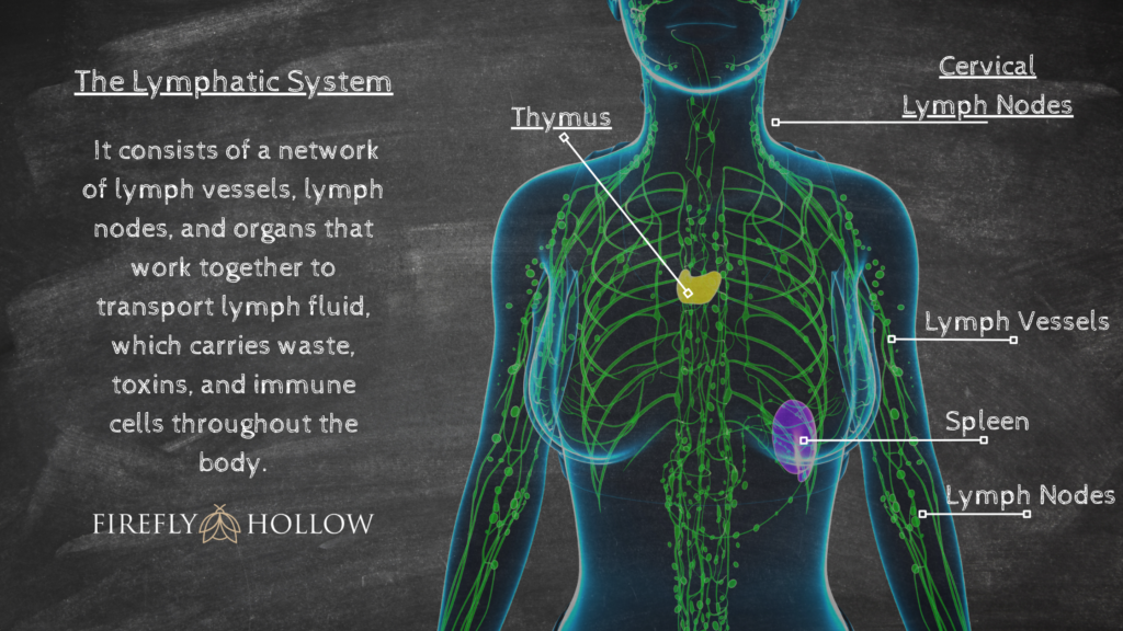 The lymphatic system is a vital part of the body's immune and circulatory systems. It consists of a network of lymph vessels, lymph nodes, and organs- Diagram